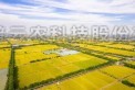 海寧馬橋：在萬畝良田有你看得到的未來