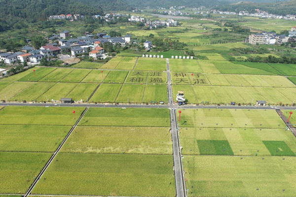 湘東區(qū)天涯種業(yè)科學(xué)院制種基地 湘東區(qū)天涯種業(yè)科學(xué)院制種基地
