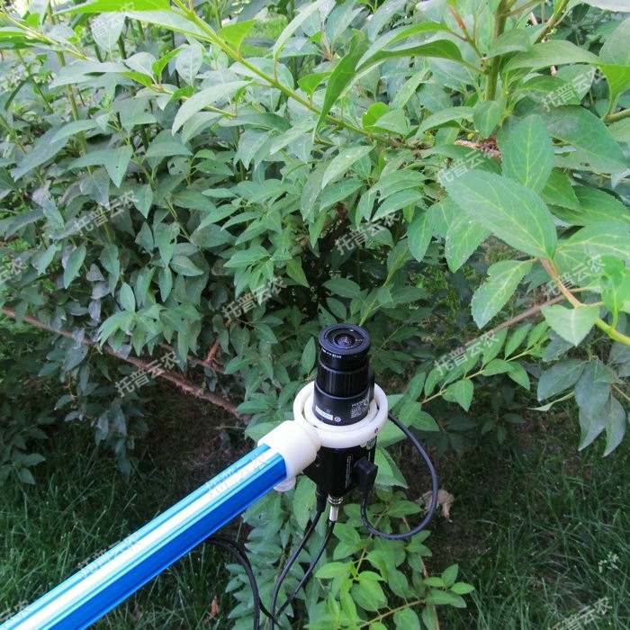 植物冠層TOP-1300.JPG