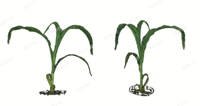 逆境模擬及植物生長監(jiān)測平臺(tái)-3維.jpg
