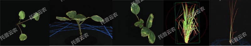逆境模擬及植物生長監(jiān)測平臺(tái)-2維.jpg