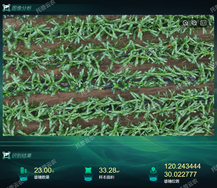 雄穗識(shí)別.png